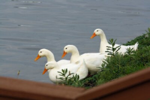 Fototapete Andere Ente, weiß, watscheln, Gans, Wasser