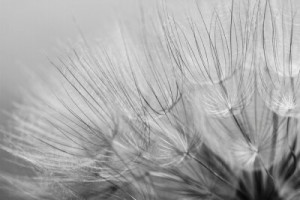 Fototapete Andere Pusteblume, Saatgut, Makro, Anlage, Hintergrund