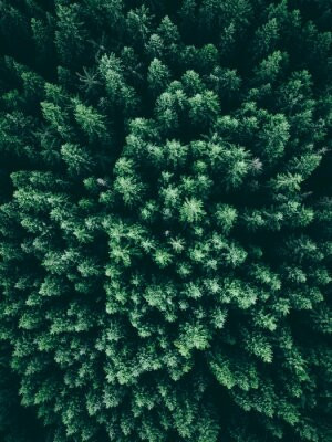 Fototapete Andere Natur, grün, Wald, Antenne, Landschaft