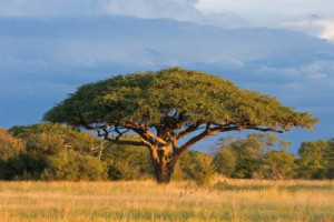 Fototapete Afrika Natur, im Freien, schön, grün, natürlichen