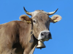 Fototapete Kuh, Rinde, Milchkuh, Tier, Säugetier