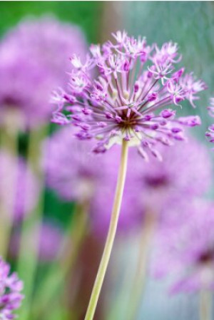Fototapete Andere Natur, lila, Blüte, floral, Blume