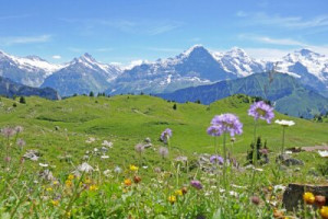 Fototapete Andere Alpen, Schweiz, montieren, Berg, Blume