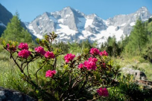 Fototapete Andere red, Natur, Sommer, Wald, Wanderung