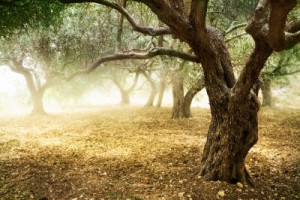 Fototapete Andere art, ansehen, Holz, Textur, Hintergrund