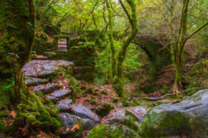 Fototapete Andere alten, alt, Natur, im Freien, Wald