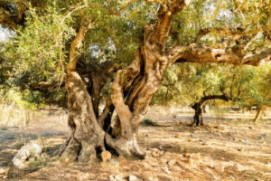 Fototapete Andere Olea europaea, olive, schwer, Korn, Alter