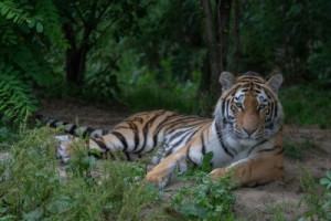 Fototapete Andere tiger, Tier, cat, Tierwelt, wilde