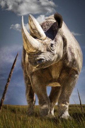 Fototapete Andere rhino, Porträt, Gras, grasbewachsenen, Feld