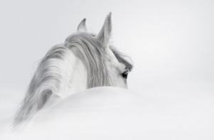 Fototapete Pferde Großansicht, Eleganz, Natur, im Freien, Pferd