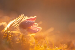 Fototapete Andere Küchenschelle, Blume, flora, Natur, Tagesanbruch