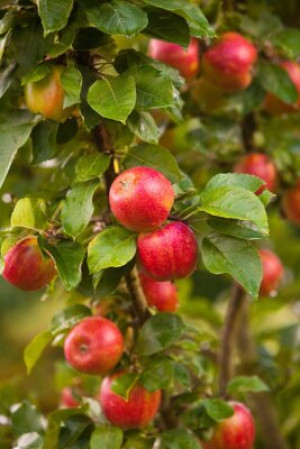 Fototapete Andere red, Natur, gesund, frisch, reif