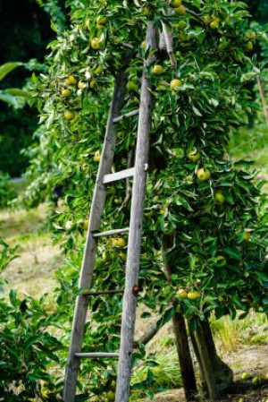 Fototapete Apfel, Obst, Baum, Apfelbaum, Obstbaum
