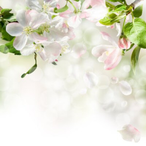 Fototapete Andere gelb, Schönheit, Großansicht, rosa, Hintergrund