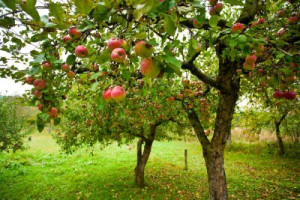 Fototapete red, Hintergrund, Natur, Landwirtschaft, Bauernhof