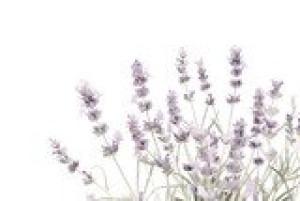 Fototapete Lavendel floral, Illustration, Grenze, Rahmen, Wasserfarbe