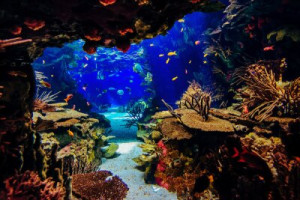 Fototapete Andere Aktivität, Tier, Aquarium, zurück, Hintergrund