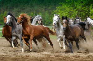 Fototapete Natur, Pferd, Staub, Galopp, Macht
