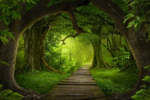Fototapete Andere ansehen, Hintergrund, alten, Natur, Sommer
