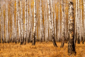 Fototapete Andere Wald, Baum, Natur, Herbst, Birke