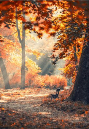 Fototapete Gold, Holz, Hintergrund, Natur, im Freien