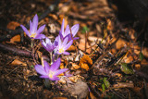 Fototapete Blume, Krokus, Frühling, Natur, lila
