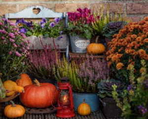 Fototapete Andere Herbst, Blume, Garten, Natur, Kürbis