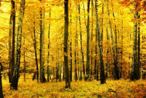 Fototapete Gold, red, gelb, Schönheit, Holz