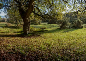 Fototapete Andere Baum, Park, Wald, Natur, Frühling