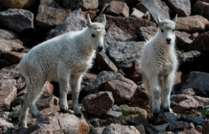 Fototapete Freude, Tierbabys, Lamm, Geschwister, Kind