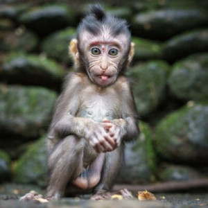 Fototapete Andere Wald, Baby, Zunge, heilig, bali