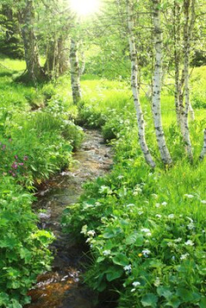 Fototapete Andere romantisch, Stream, Birke, Bach, Erhaltung