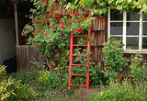 Fototapete Andere Bauernhof, Sommer, Blume, stieg, Hof