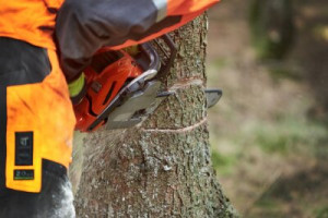 Fototapete Baum, fiel, Kettensäge, sah, einloggen