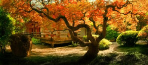 Fototapete Andere Sommer, asiatisch, Pfad, Blatt, Landschaft