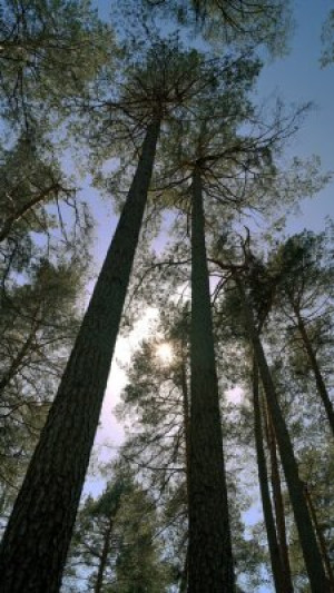 Fototapete Andere Wald, Baum, Natur, Landschaft, grün