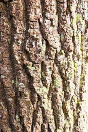 Fototapete Andere Holz, Textur, Hintergrund, abstrakt, braun