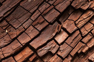 Fototapete Andere Holz, Textur, braun, Natur, Rinde