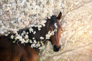 Fototapete Andere Pferd, Frühling, weiß, schwarz, Garten