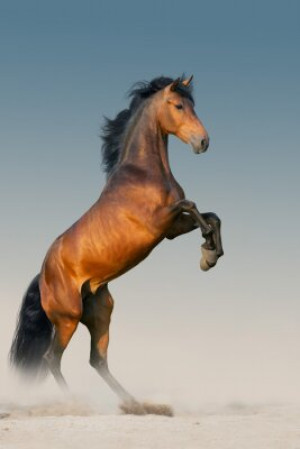 Fototapete Andere Pferd, Wüste, arabisch, weiß, Galopp
