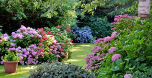 Fototapete Andere Hortensien, Blume, Garten, Bretagne, Farben