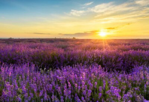 Fototapete Andere lavandula, Feld, Blume, Landschaft, Sonnenuntergang