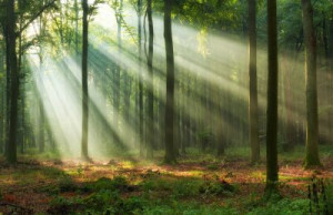 Fototapete Andere Wald, Landschaft, Baum, Hintergrund, grün