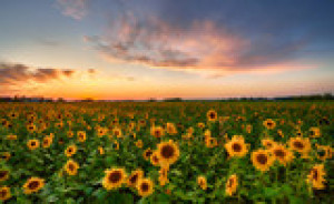 Fototapete Andere Sonnenblume, Feld, Blume, Sommer, Landschaft