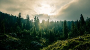 Fototapete Berge Wald, Landschaft, Nebel, Natur, Berg