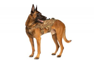 Fototapete Andere gehorsam, doggy, Freunde, Stammbaum, reinrassig