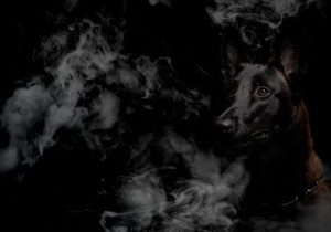 Fototapete Tier, Belgische, best friend, schwarz, schwarzem Hintergrun