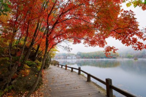 Fototapete Andere Herbst, Baum, fallen, Landschaft, Natur