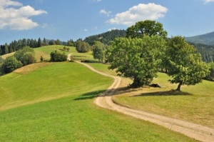 Fototapete Andere Sommer, Wald, Pfad, Berg, breite