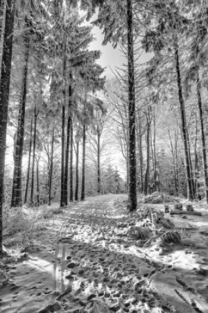 Fototapete Andere Winter, Schnee, Wald, Baum, Erkältung